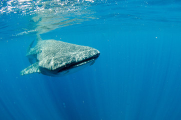 Fototapeta premium whale shark
