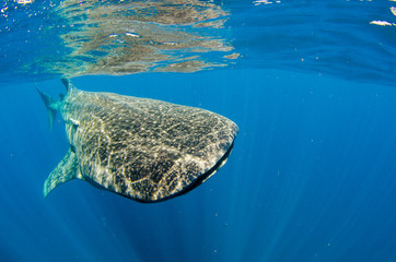 Fototapeta premium whale shark