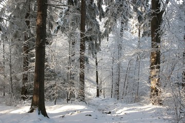 Winter forest in a frosty sunny day