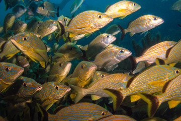 Fototapeta premium Grunts and snappers, caribbean sea.