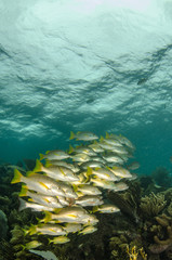 Fototapeta premium Grunts and snappers, caribbean sea.