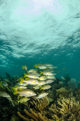 Fototapeta premium Grunts and snappers, caribbean sea.