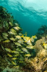 Fototapeta premium Grunts and snappers, caribbean sea.