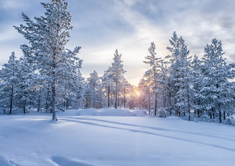 winter forest - 60958869