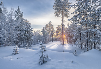 winter forest