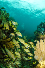 Fototapeta premium Grunts and snappers, caribbean sea.