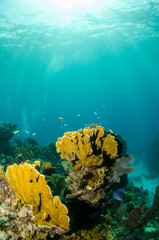 views from the coral reefs at the caribbean sea