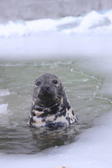 Baltic grey seal (Halichoerus grypus macrorhynchus)