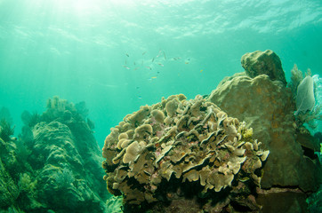 views from the coral reefs at the caribbean sea