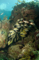 Fototapeta premium Grunts and snappers, caribbean sea.