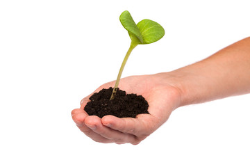 Male hand hold a small sprout and an earth handful