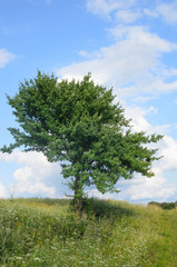 Fototapeta na wymiar lonely tree in field