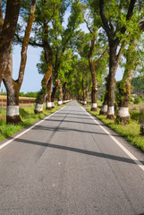 Obraz premium Road of green trees during spring time in the Portugal