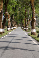  Road of green trees during spring time in the Portugal