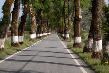 Road of green trees during spring time in the Portugal