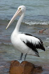 Fototapeta na wymiar Australian Pelican, Kangaroo Island