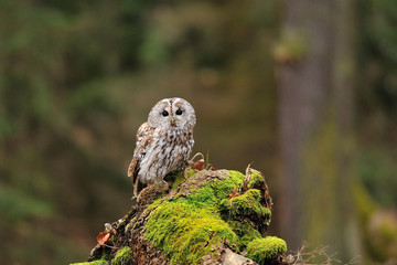 Tawny Owl in the wood