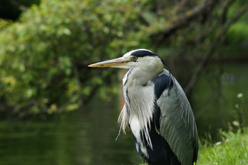 WADING BIRDS - Grey Heron / Czapla siwa