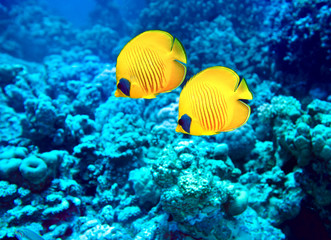 Group of coral fish  in water. - 60962801