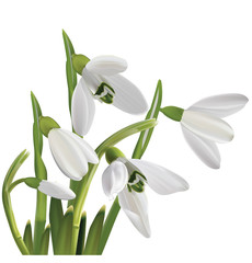 Spring snowdrop flowers bouquet isolated on white. Vector illust