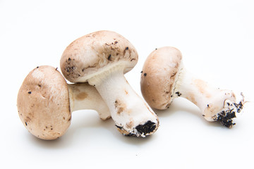 Funghi