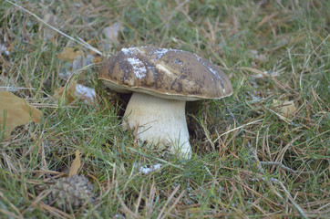 Boletus edulis con fina capa de nieve