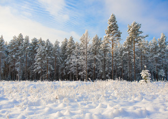 Winter landscape with blue sky