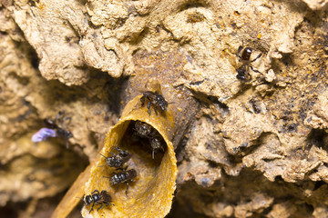 a nest entrance of stingless bees