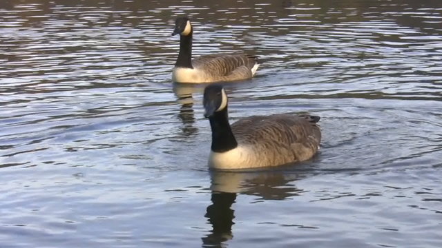 Two geese swimming synchronized  isolated