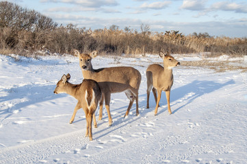 Group of Deer 7705