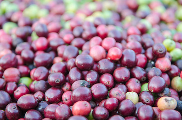 red coffee berries