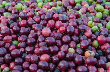 red coffee berries