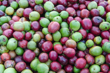 fresh coffee berries background