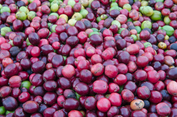 fresh coffee berries background
