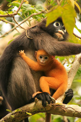 Spectacled langur sitting in a tree with a baby, Ang Thong Natio