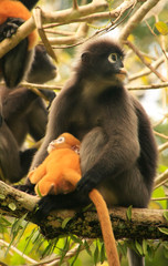 Spectacled langur sitting in a tree with a baby, Ang Thong Natio