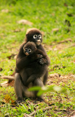 Spectacled langur sitting with a baby, Ang Thong National Marine