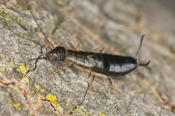 Earwig on wood, macro photo