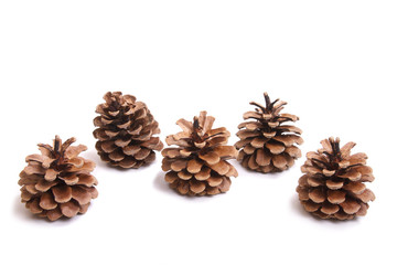 five fir cones