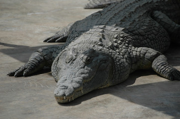 The huge crocodile