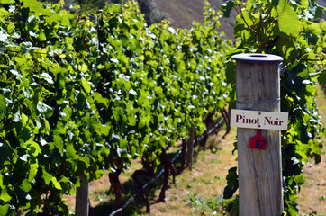 Pinot Noir sign on grape vine - obrazy, fototapety, plakaty