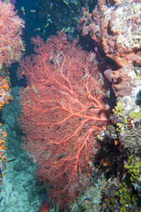 Fototapeta premium Underwater coral reef landscape