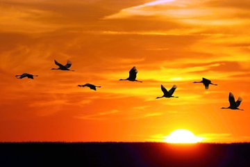 Fototapeta WADING BIRDS - Cranes / Żurawie obraz