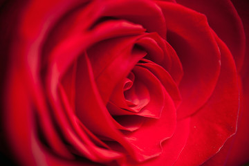 beautiful close up red rose