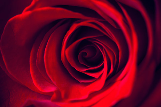 beautiful close up red rose