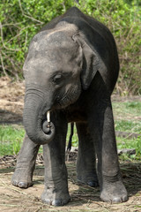 Fototapeta premium Juvenile Asian Elephant