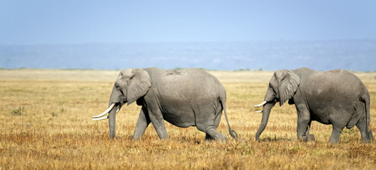 Herd of African Elephants