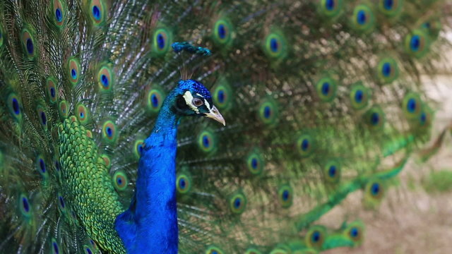 beautiful peacock showing feathers