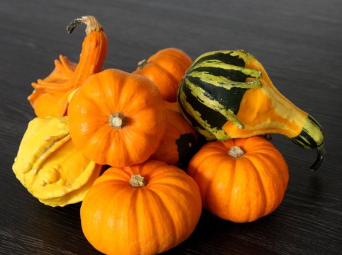 mini citrouilles et coloquintes,jack be little