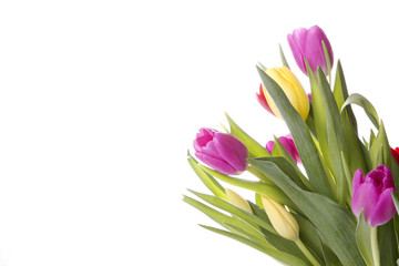 Tulpen